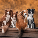 Ny app ska stärka arbetet med hemlösa djur